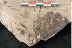 Foto (Detailansicht) von Tilia platyphyllos Scopoli (NHMW-GEO-2024-0188-15019)